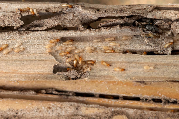 Reliable Clifton Knolls Mill Creek, NY Pest Control Solutions